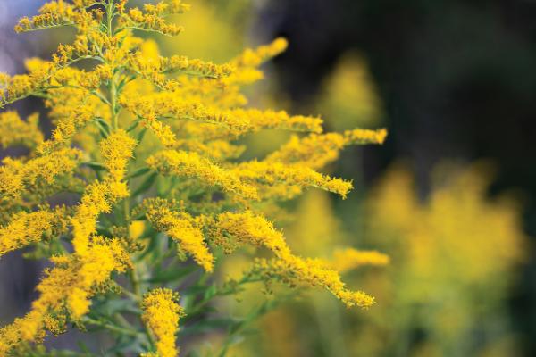 Close up of goldenrod